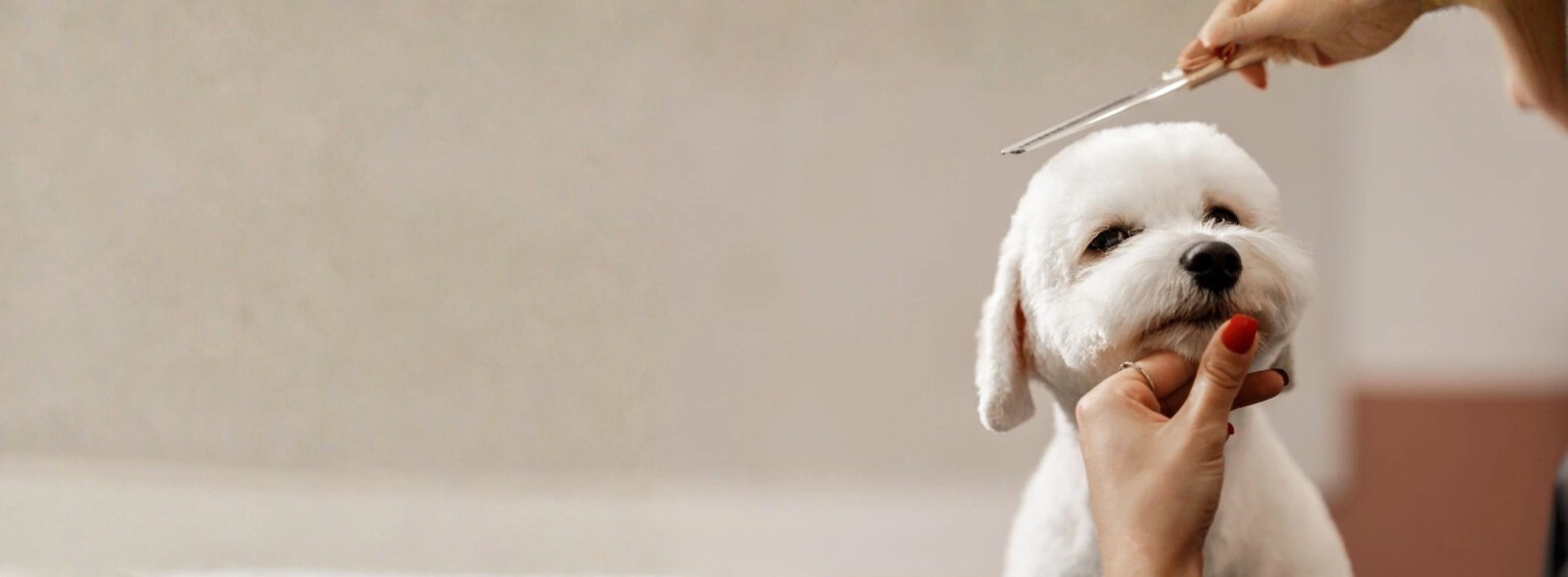 Pet Care Services
