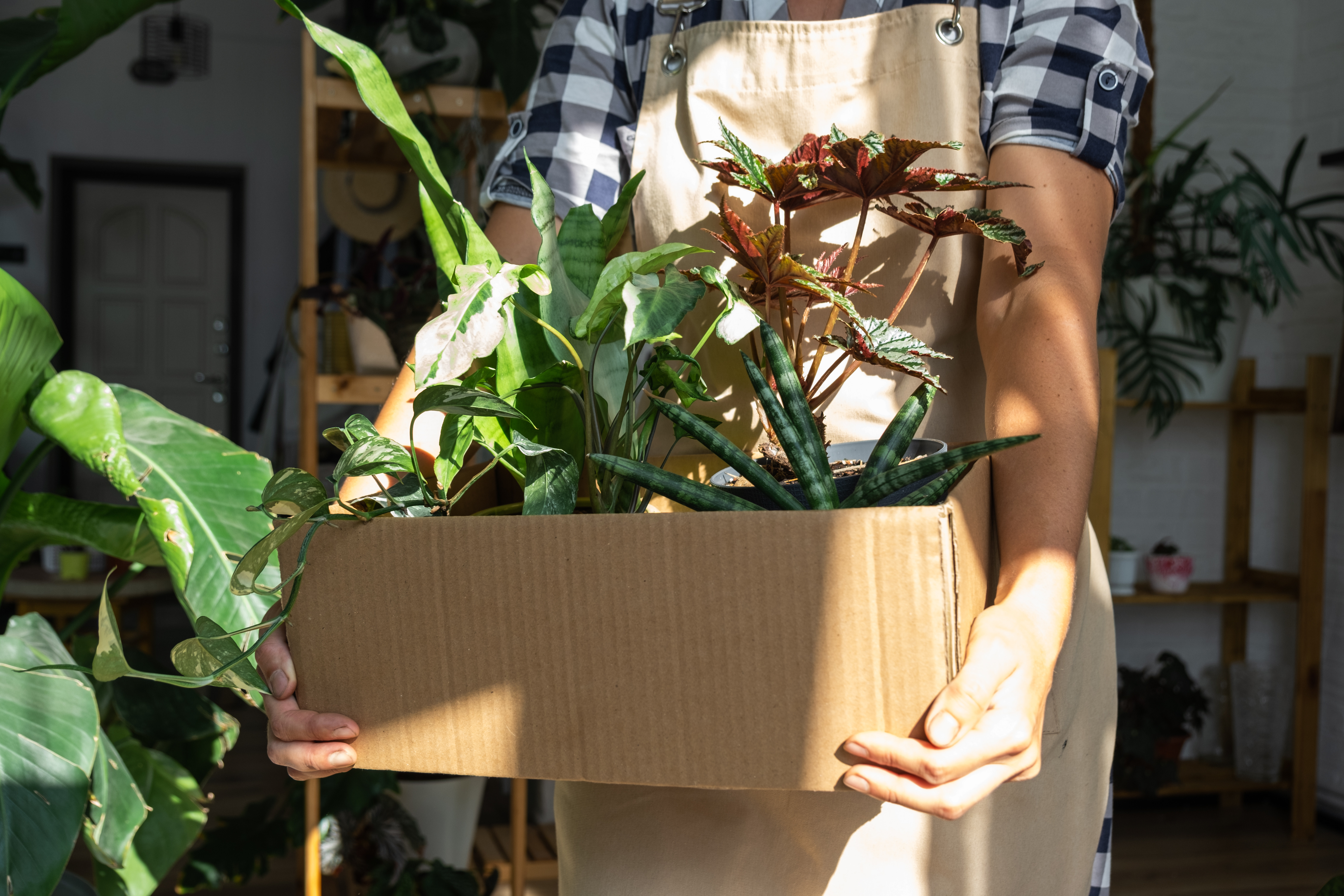 How to Move Your Plants without Killing Them