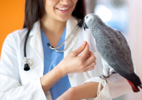 Bird Grooming