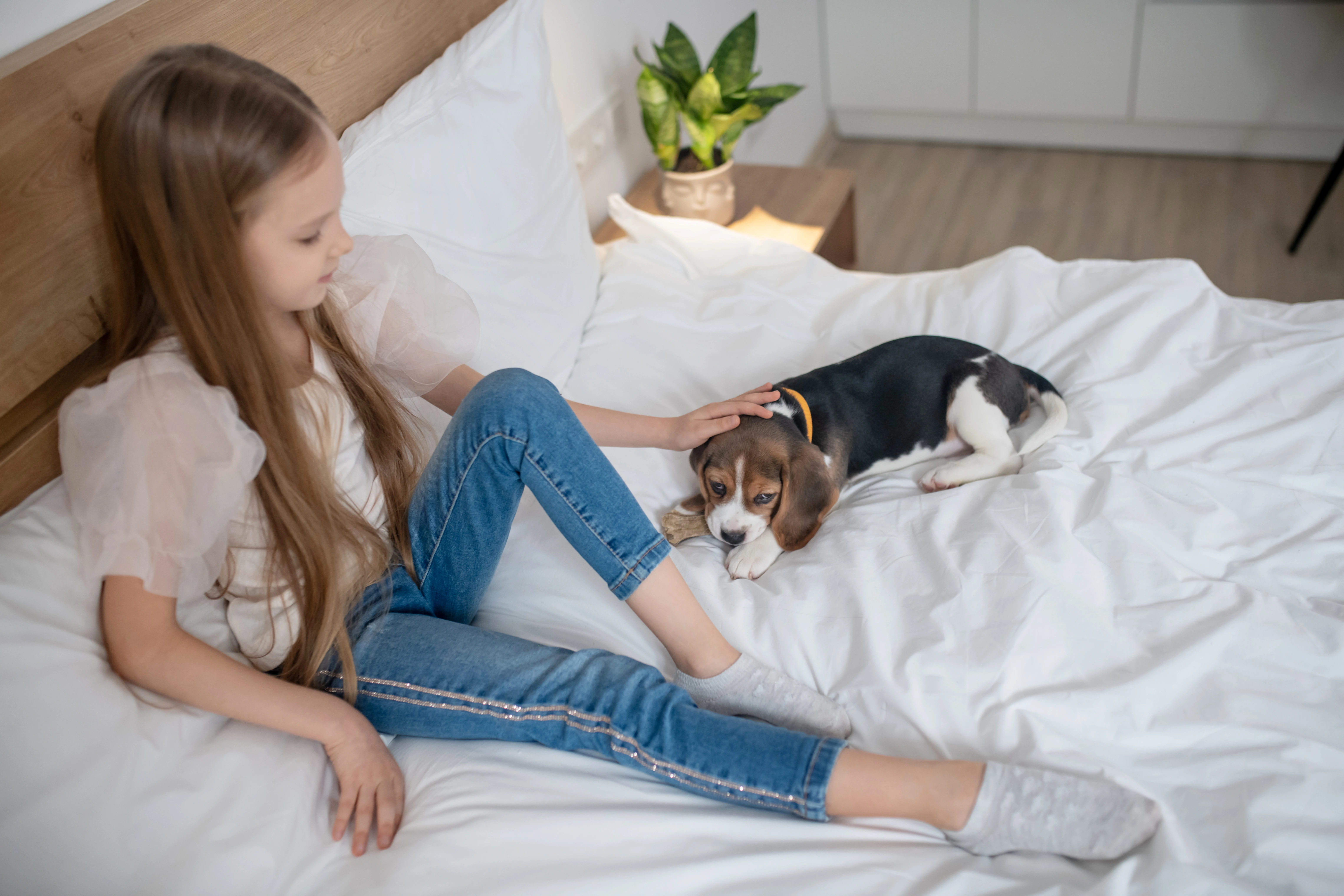 Pet Care