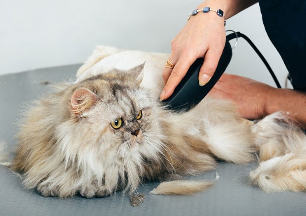 Full Grooming Cat