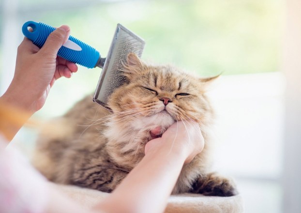 Haircut Cat
