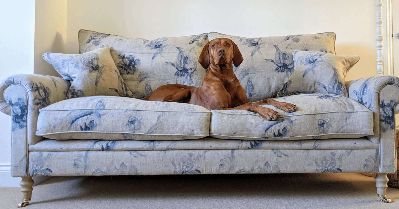 Sofa Cleaning For Pet Owners