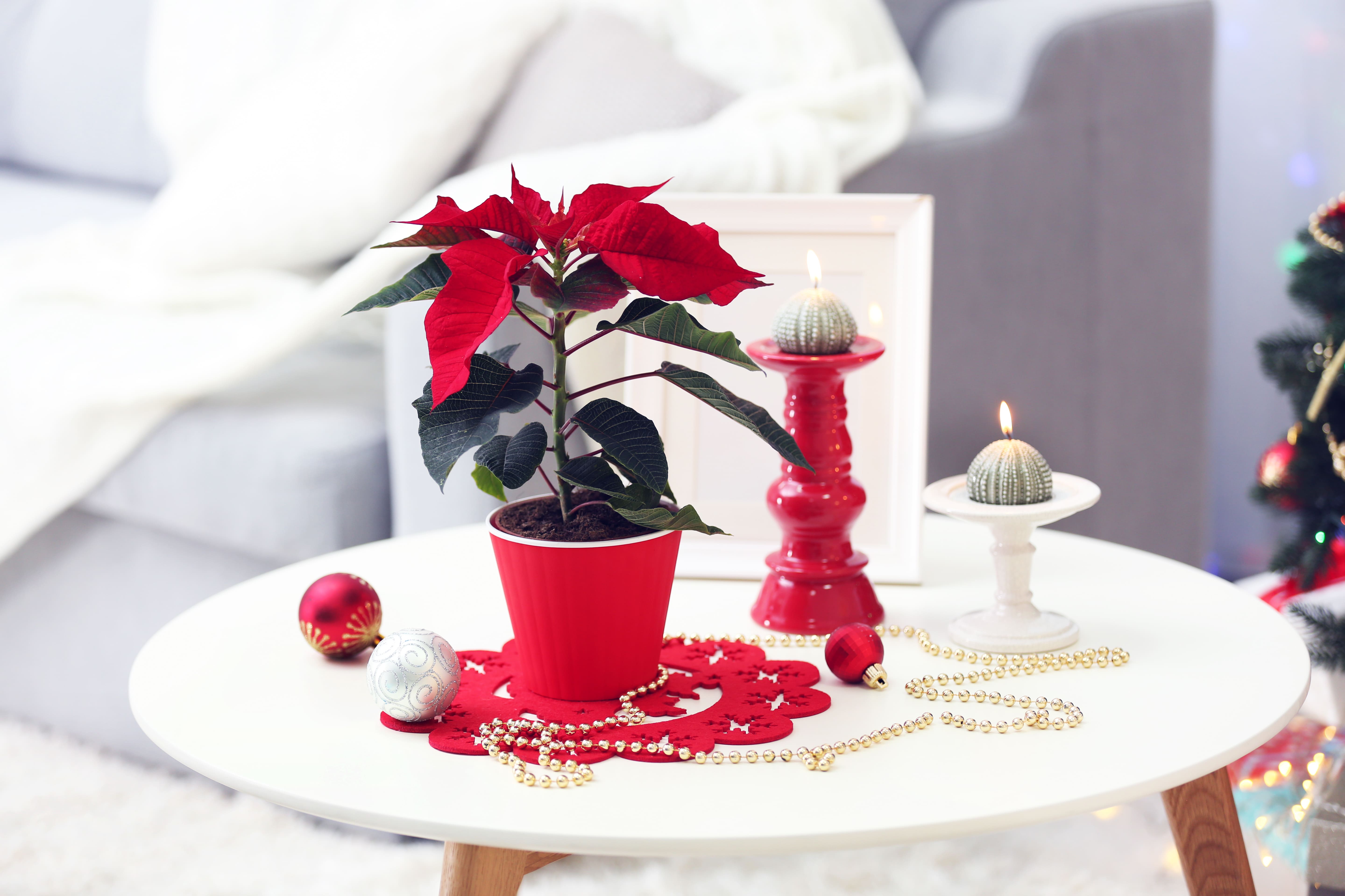 Festive Season 2